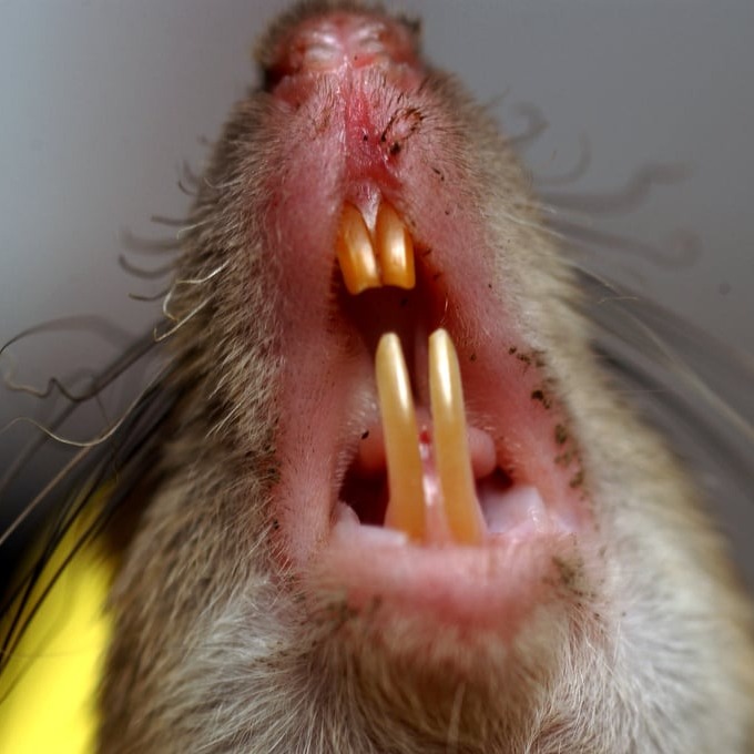 Дератизация крыс в Витебске?